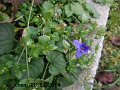 Blumen und Vögel im Winter 1 (5)